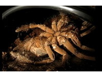 新品种「洞穴强盗」蜘蛛倒勾长脚直接掐死猎物