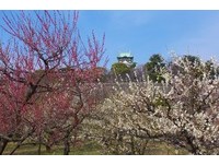 春節賞花最佳景點　大阪城梅林進入滿開期
