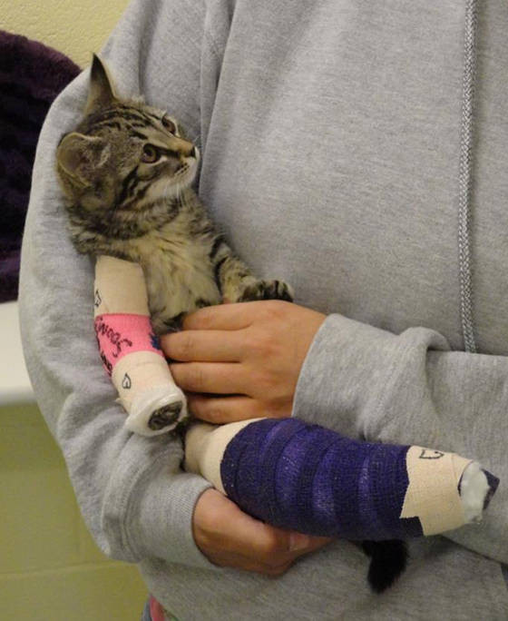 在石膏写下「早日康复 骨折小猫经过枪击走入新家