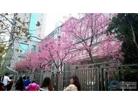 市區也看得到粉色花海！台北市內賞櫻秘境整理
