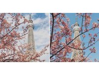 網友瘋傳！晴空塔下拍櫻花　可捕捉到的絕美畫面