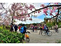 河津櫻花開滿陽光運動園區　花季只到3月中旬