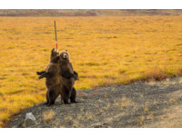 等公車嗎？美洲公路旅行遇奇景　兩熊靠一根柱子止癢