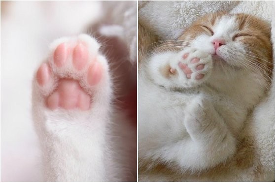 肉球壁纸图片大全 肉球壁纸图片在线观看 汇影图片