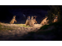 等待小企鵝排隊回家！墨爾本菲利浦島每天倒數靠岸時間