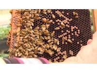 上萬隻蜜蜂「越獄」！　遼寧高速公路上演人蜂大戰　