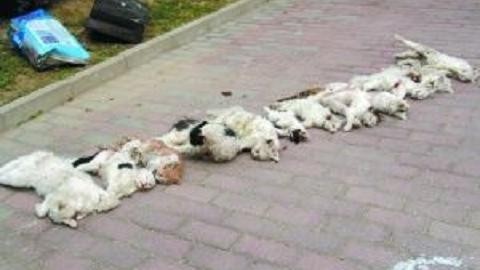 北京发生猫咪虐杀事件,有13只流浪猫被杀.(图/取自大陆网站)