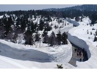 20米雪牆組成銀白走廊　日本必看「三大雪壁」景點