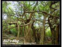 李安《少年Pi》在哪拍？屏東滿州「白榕園」揭密