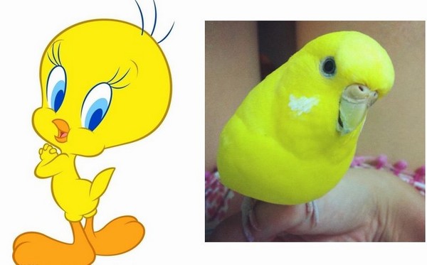 聪明的金丝雀「tweety(崔弟)」,常常用它机灵的性格躲避傻大猫的追杀