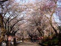 千株綻放道路變「粉紅隧道」　日本花卷櫻花祭4/28登場