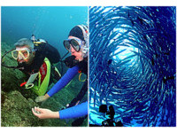 2016世界第一潛水景點在馬來西亞　魚群如龍捲風壯觀！