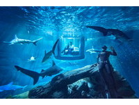 只隔一道透明牆！巴黎水族館設套房與鯊魚共眠