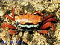 「麗彩招潮蟹」澎湖現蹤　施習德發現台灣新物種