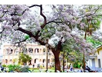 淡紫色雲朵妝點古樹　台南知事官邸百年苦楝花現在正美