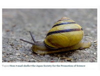 沖繩「八重山蝸牛」會斷尾逃生　疑被蛇咬到進化