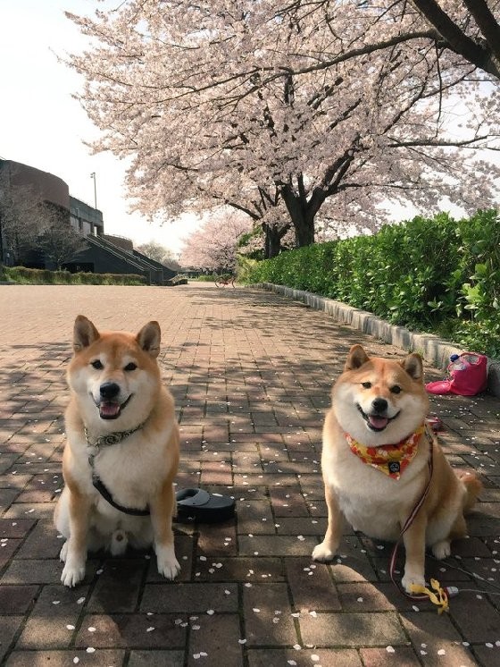 叛逆柴犬ハナ也有浪漫的时候～汪星人樱花树下约会实录