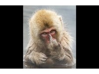生態攝影師日本拍獼猴泡湯　結果牠怒回敬「一根中指」