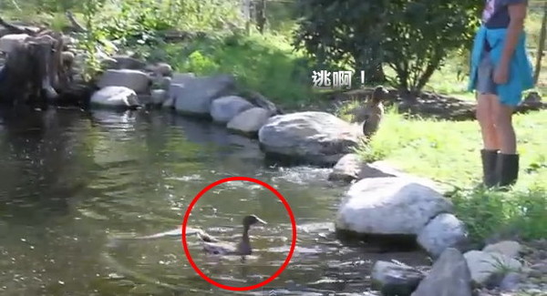 【影】24只旱鸭子第一次下水… 逃命啊! | ETto
