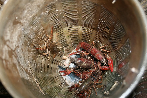 美国螯虾肆虐北市公园 3个月已抓2千只 | ETto