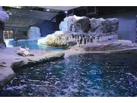 仿冰山環境　底特律動物園全球最大企鵝保護區開幕