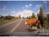 有夠衰！兩頭牛在馬路上嘿咻　駕駛來不及閃撞上去