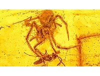 琥珀保存「蜘蛛吃黃蜂」瞬間　1億年過去了還沒啃完