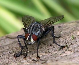 肉蝇,它的幼虫被称为「蛆(图/取自维基百科)