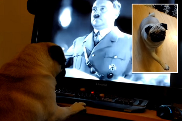 影片中另一个画面,显示狗狗紧盯著电视播放希特勒发表演说的影片.