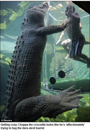 终极体验!澳洲「死亡之笼」 关在水底与鳄鱼互瞪眼