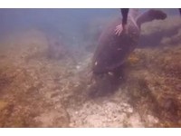 心痛畫面！遊客小琉球浮潛伸手「摸海龜」　牠奮力游開