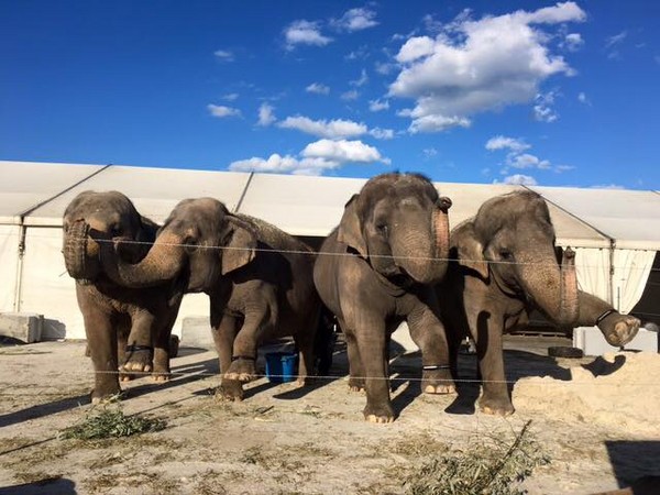 玲玲马戏团里的大象们.(图/翻摄自ringling bros.