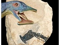 2.4億年前「錐子頭海怪」！奇異濾齒龍吃素　嘴巴鉤狀分叉