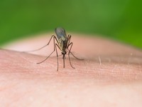 蚊子叮抓破皮去玩水　男童傷口感染腳腫如「紅麵龜」