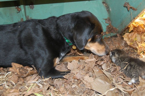 废弃船上发现无助小猫 狗狗围绕著急呜咽 | ET