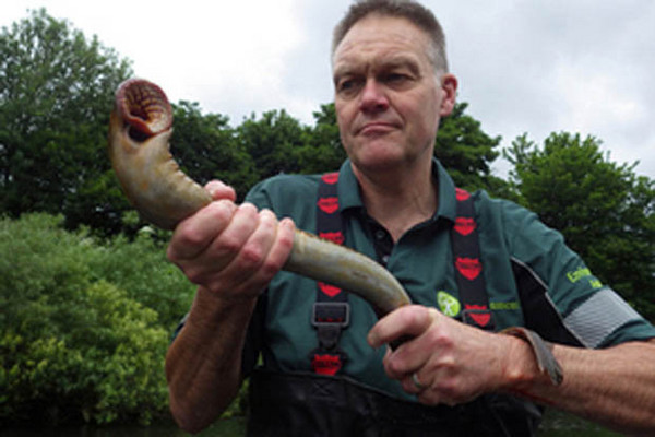 英国环境署官员展示手中的七鳃鳗.(图/翻摄自网路)