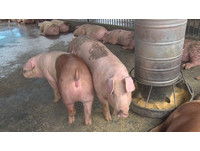 中南部爆「豬流行性下痢」　仔豬4000頭死亡是去年9倍
