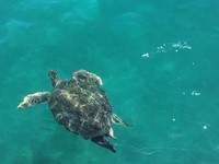 最新消息！魚線勾住小琉球海龜　救援隊找到牠了