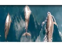 影／賞鯨季來囉！　龜山島成群「飛旋海豚」跳出水面超Q