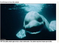 會說話的白鯨　模擬人聲要求潛水員浮出水面