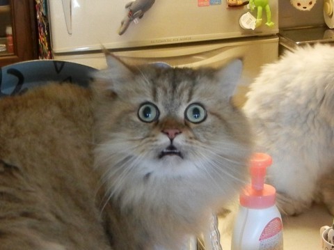 「你说什麼!」 猫咪惊讶表情大集合