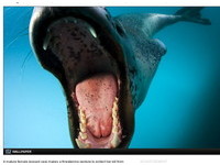 「豹斑海豹」錯把攝影師當同伴　竟捕企鵝餵養