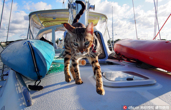 洗澡不能满足它!热爱航海的猫 夹板上容光焕发