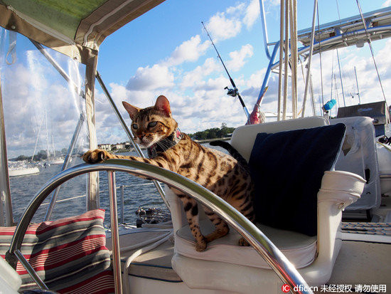 洗澡不能满足它!热爱航海的猫 夹板上容光焕发