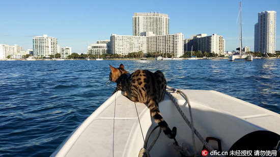 洗澡不能满足它!热爱航海的猫 夹板上容光焕发
