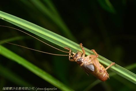 金门限定版「明透翅蟋螽」列台湾昆虫新纪录品种