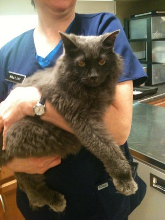 住家发生大火 消防队员救出17岁老猫 | ETtoda