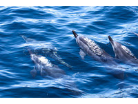 影／600隻飛旋海豚宜蘭出沒　追船「攔路」遊客尖叫