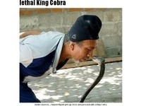 8條眼鏡王蛇同住　印尼弄蛇人連遭「死亡之吻」都倖存