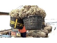 恩愛相守超過50年… 蚵農夫婦清晨開工遭貨車追撞雙亡